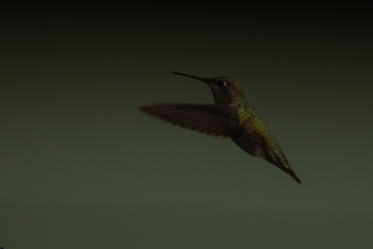 Anna's Hummingbird - ML612471231