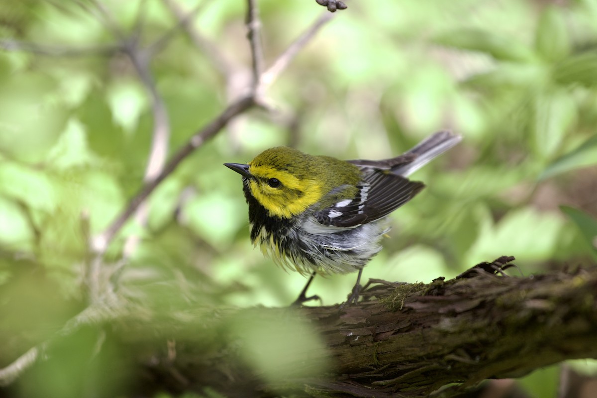 Black-throated Green Warbler - ML612471422