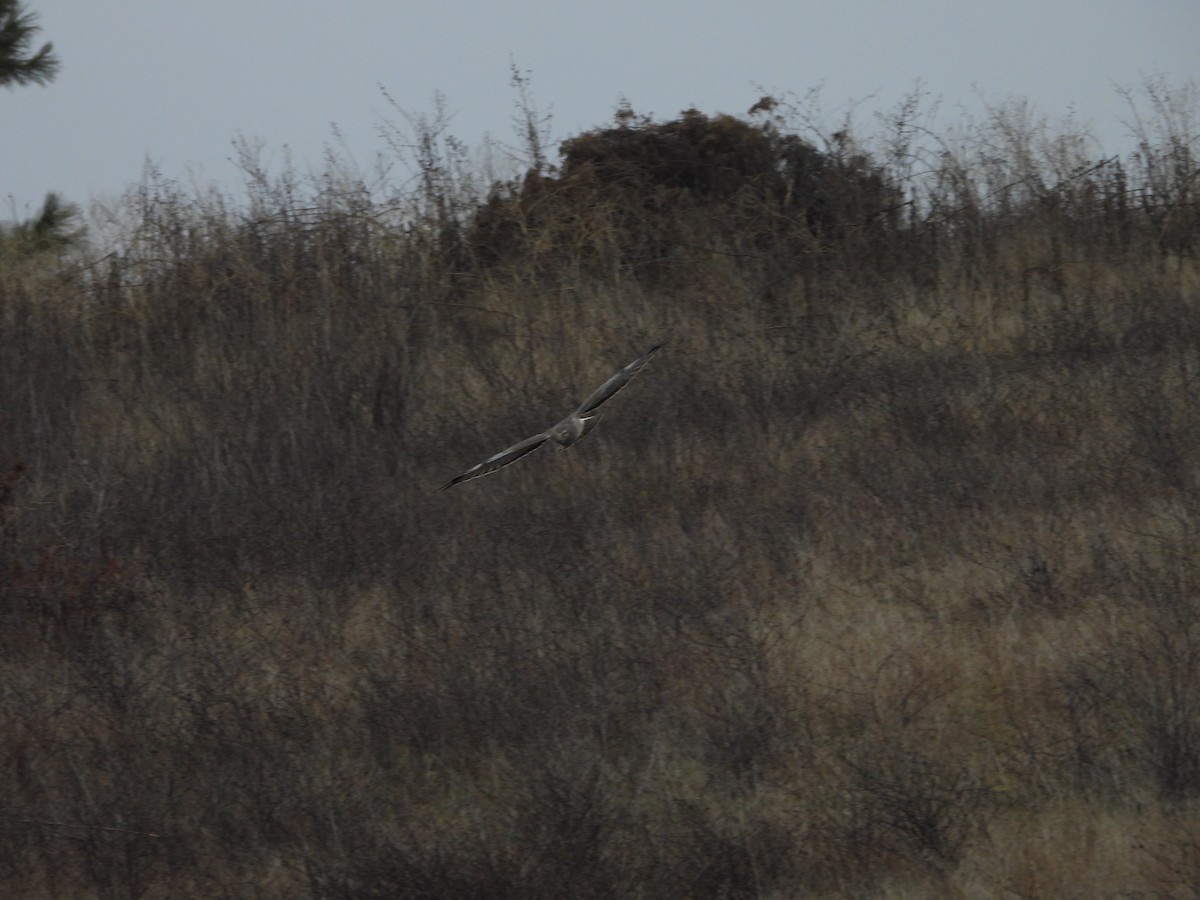 Northern Harrier - ML612471437