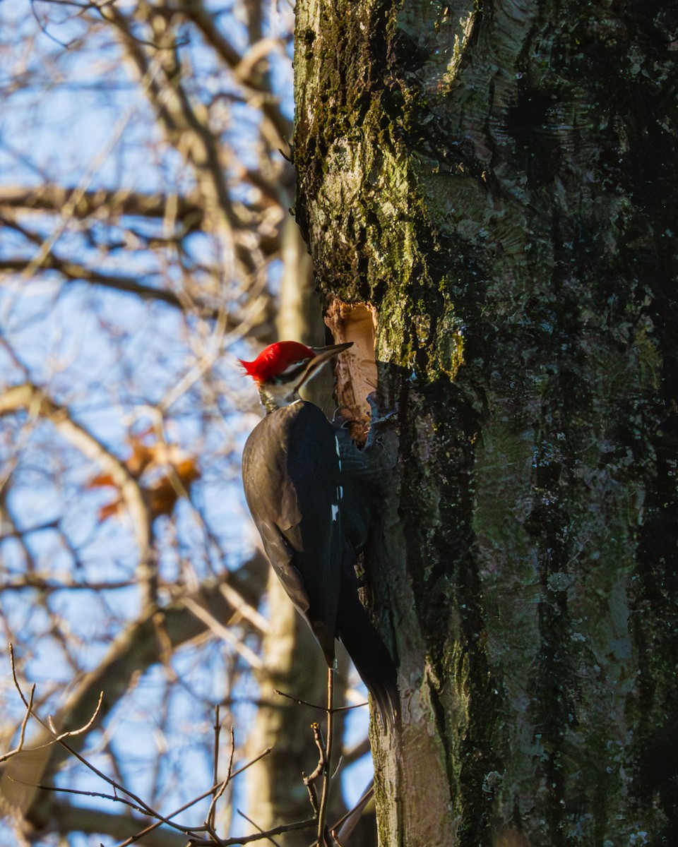 Pileated Woodpecker - Peter Rosario