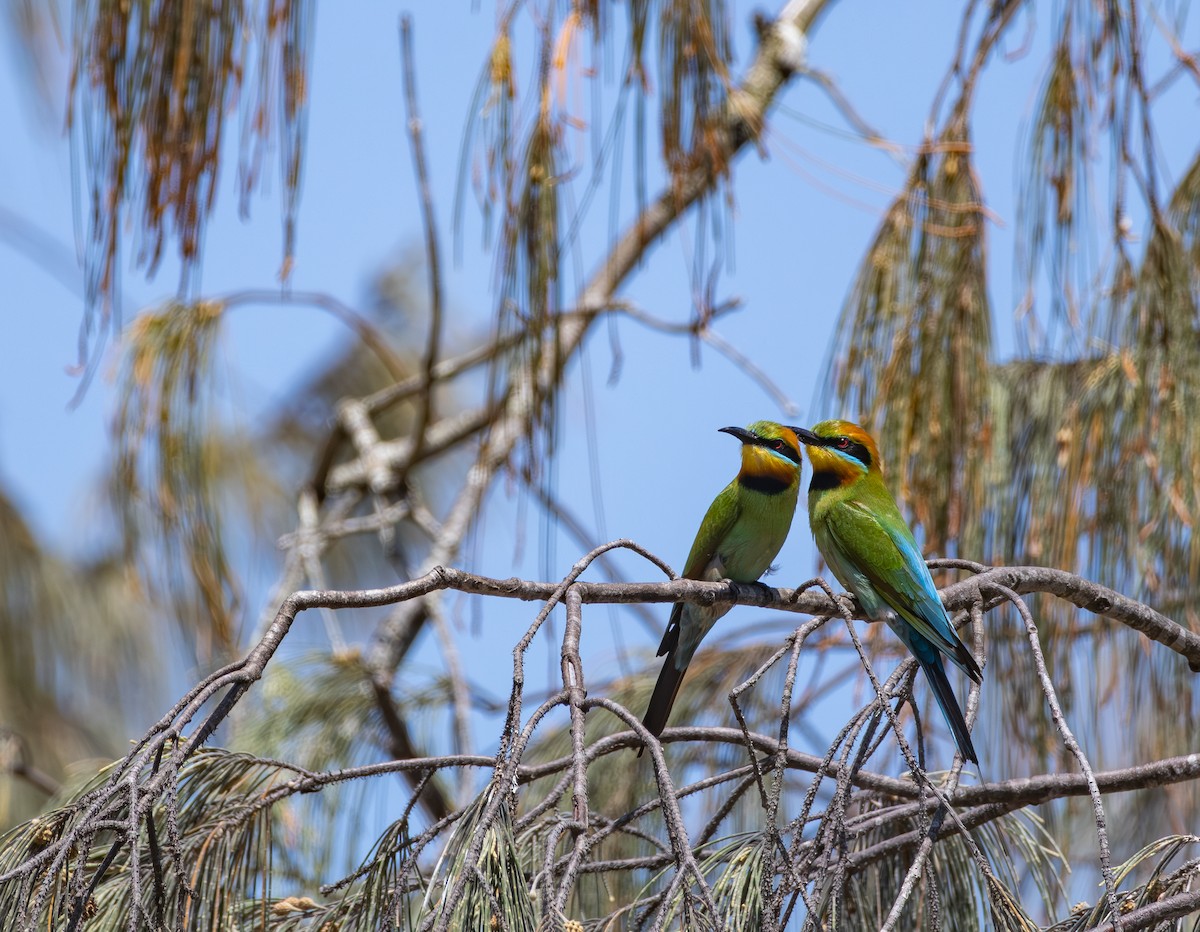 Rainbow Bee-eater - ML612471451