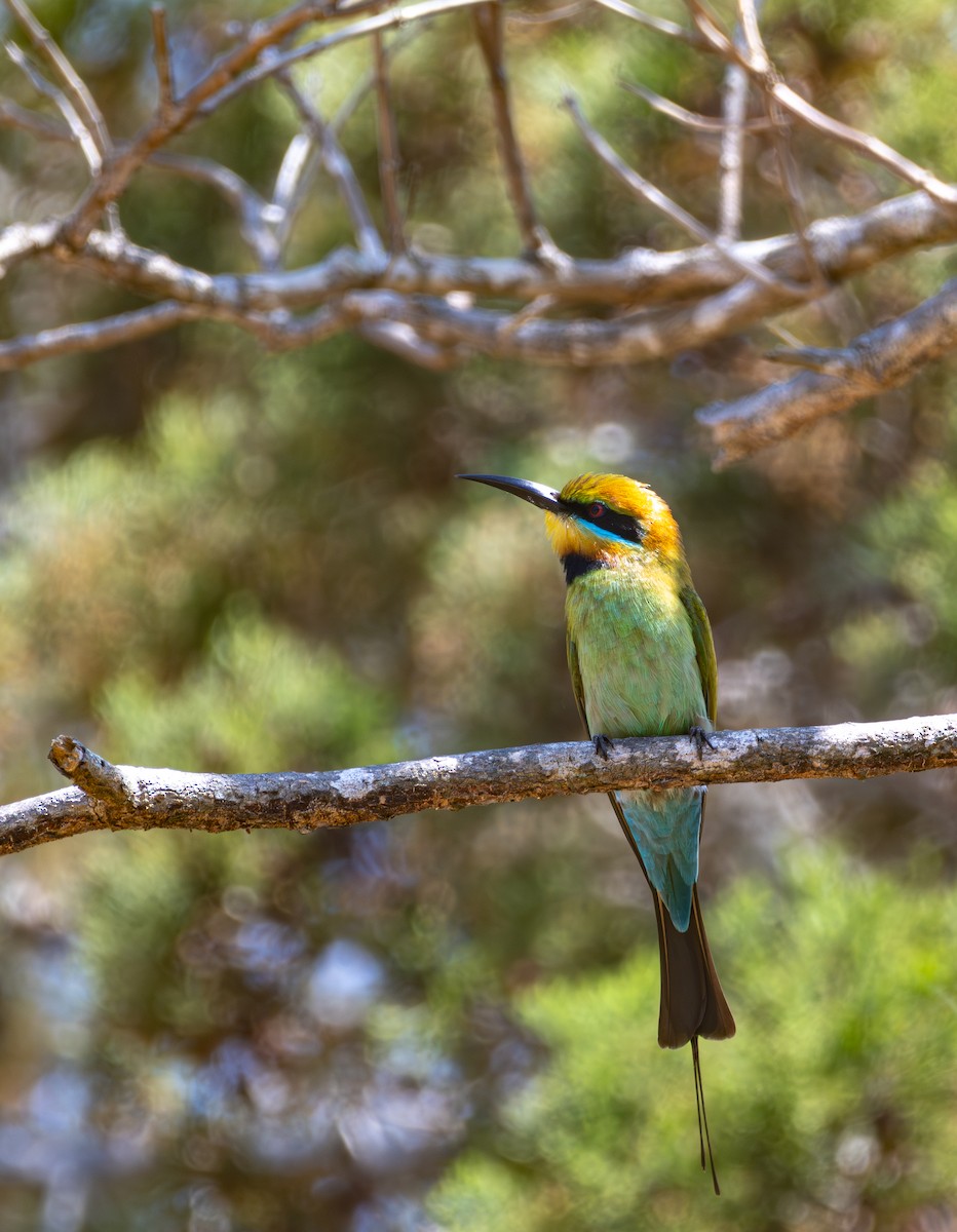 Rainbow Bee-eater - Maya Xu