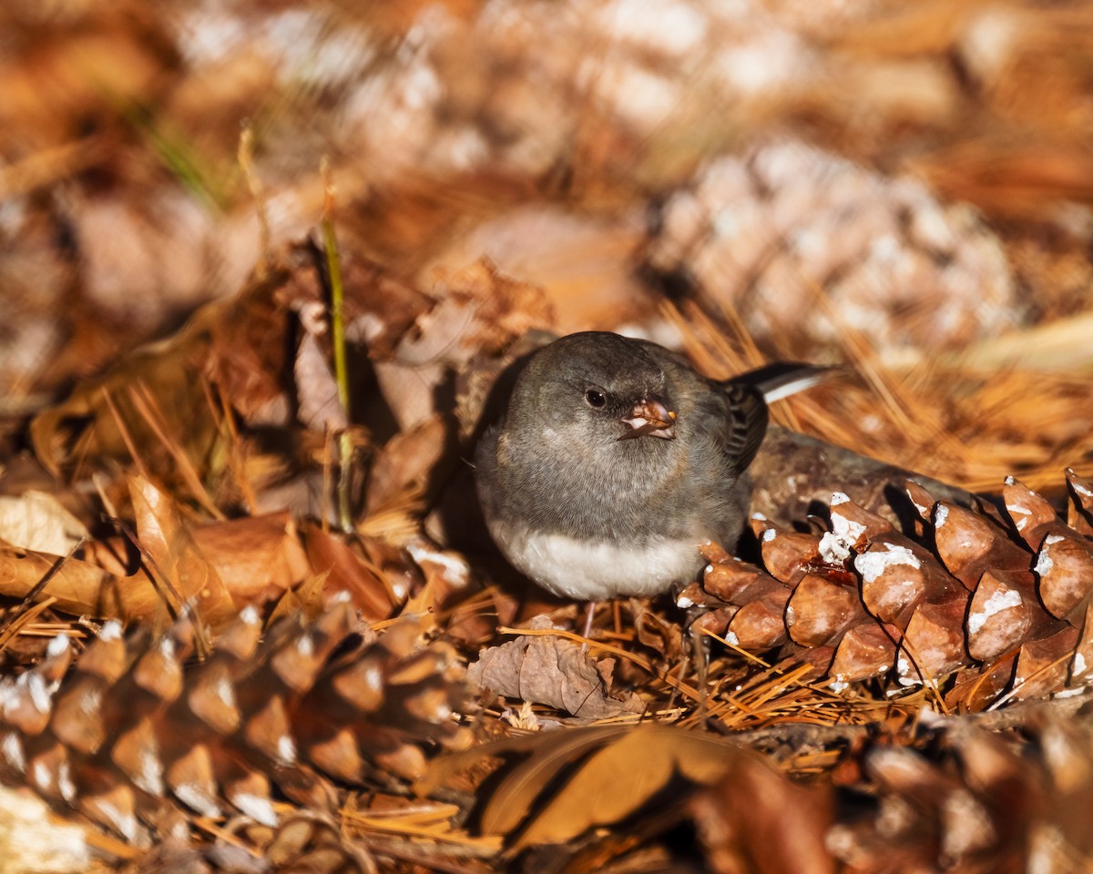 Junco ardoisé - ML612471471