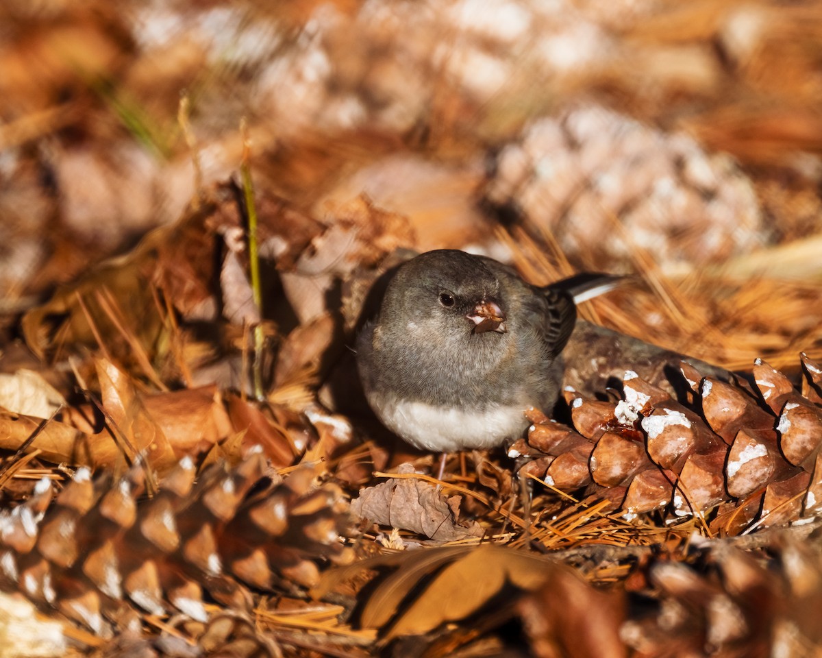 Dark-eyed Junco - Peter Rosario