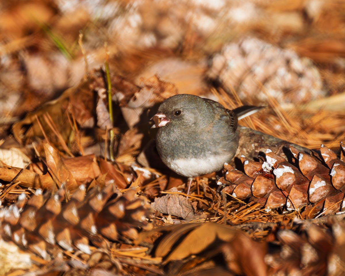 Dark-eyed Junco - Peter Rosario