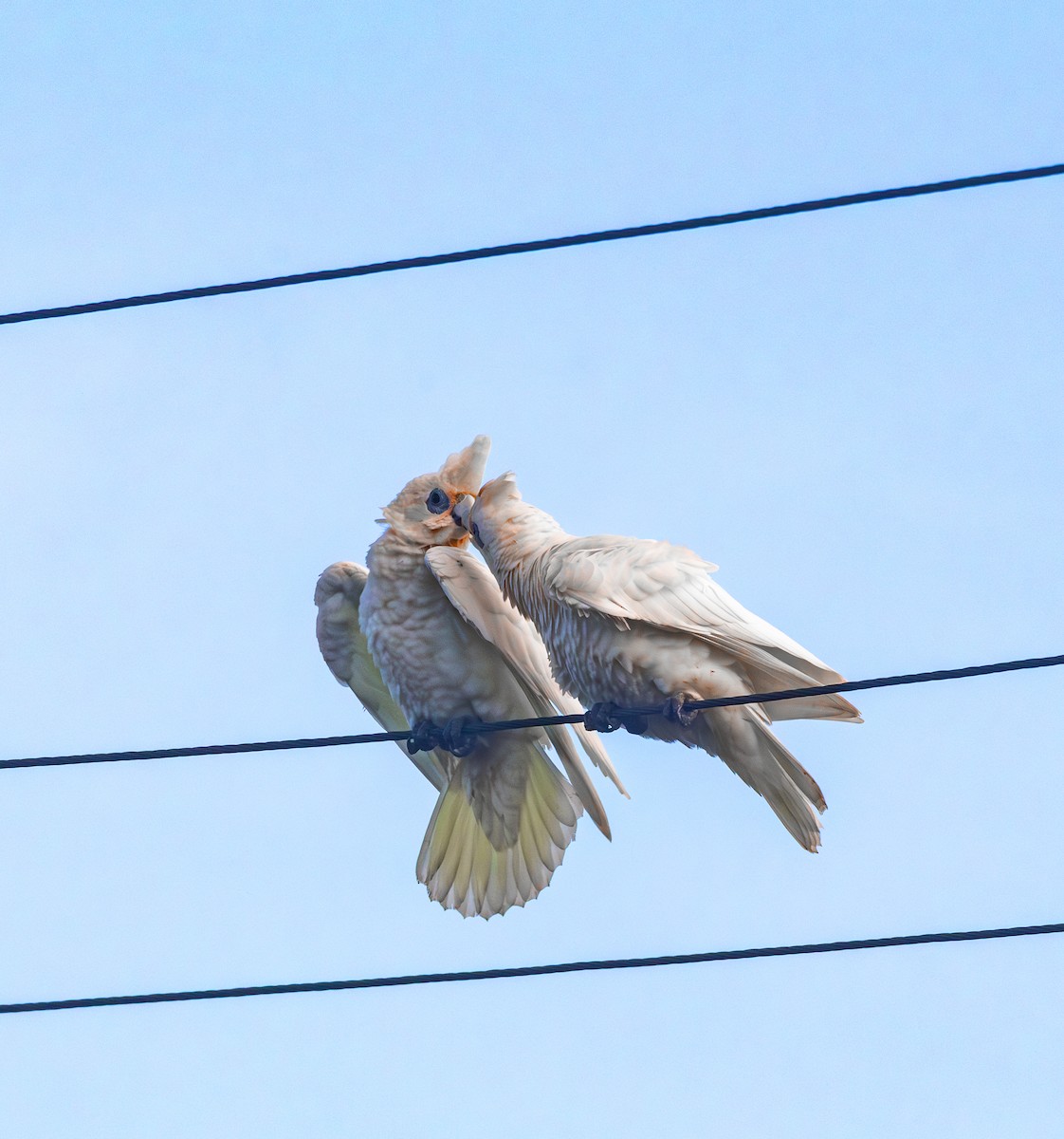 Cacatoès corella - ML612471494