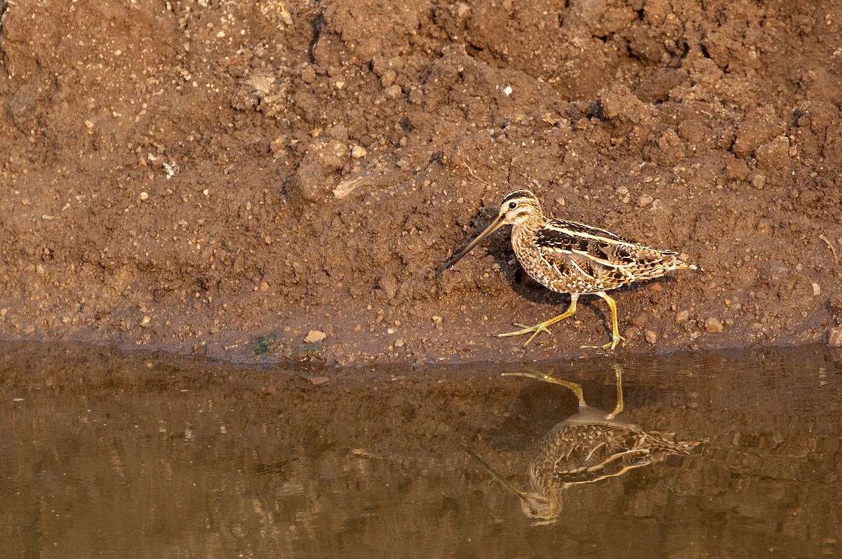 Agachadiza Común - ML612471500