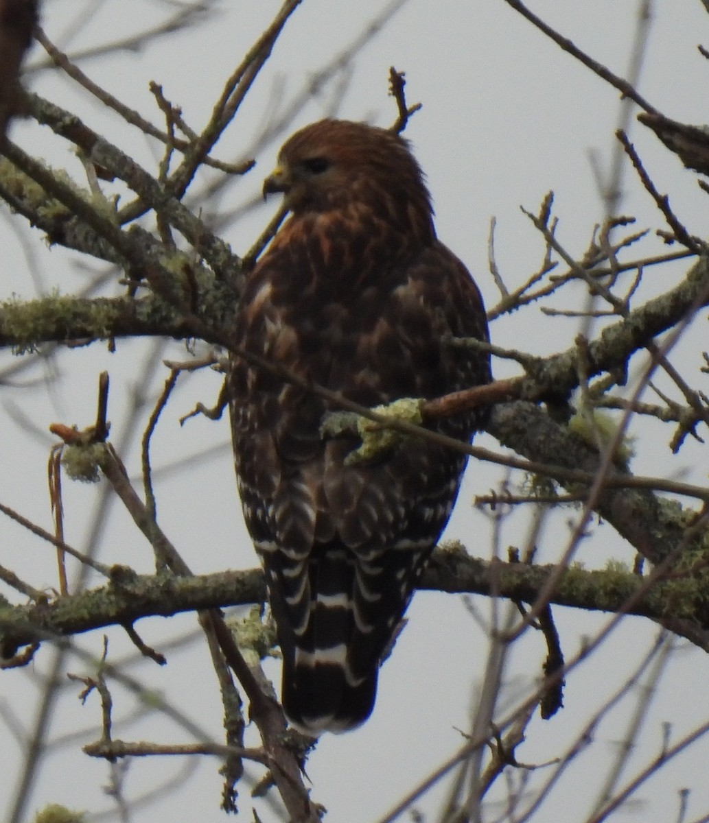 Red-shouldered Hawk - Susanne Meidel