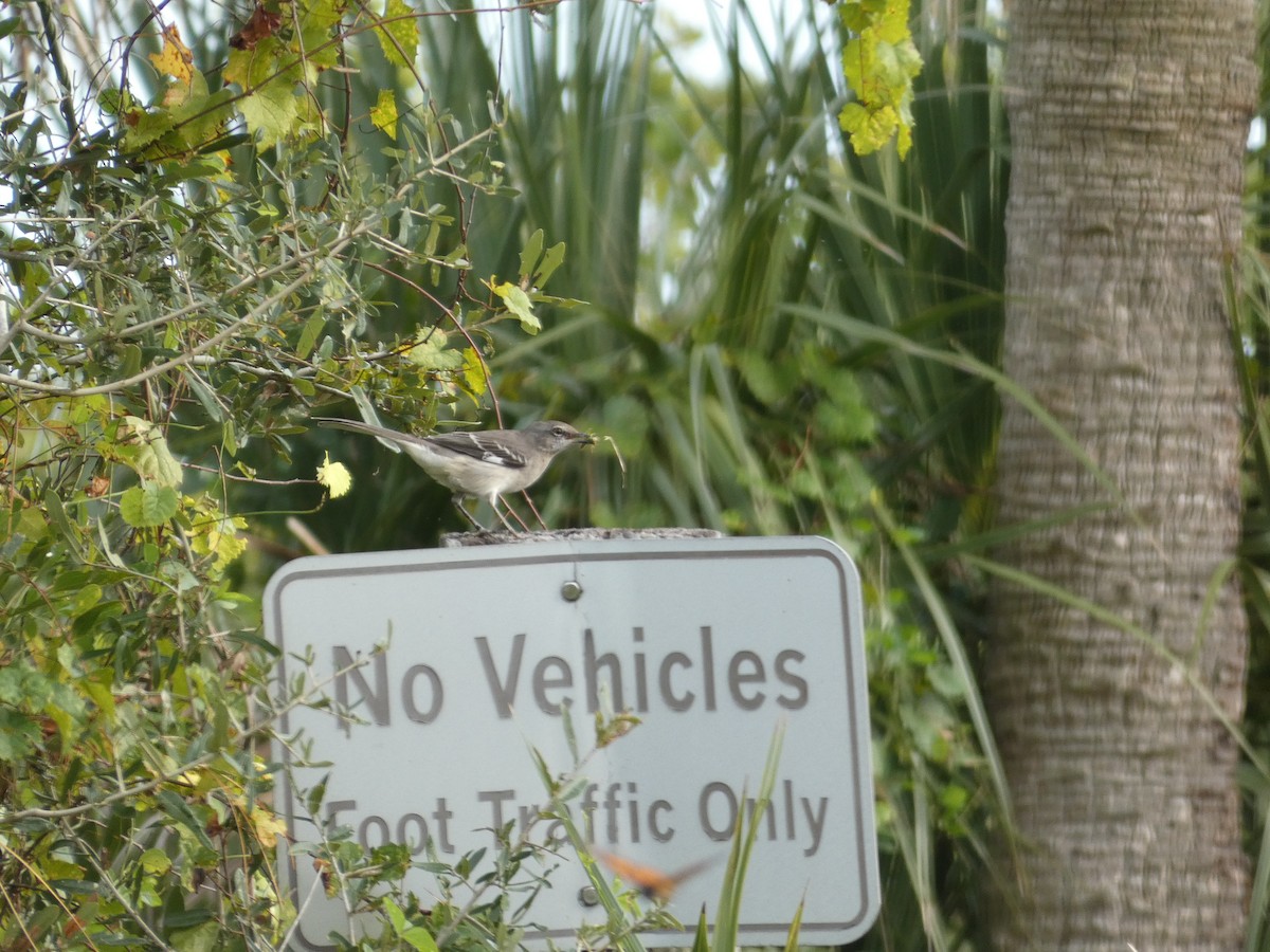 Northern Mockingbird - ML612471712