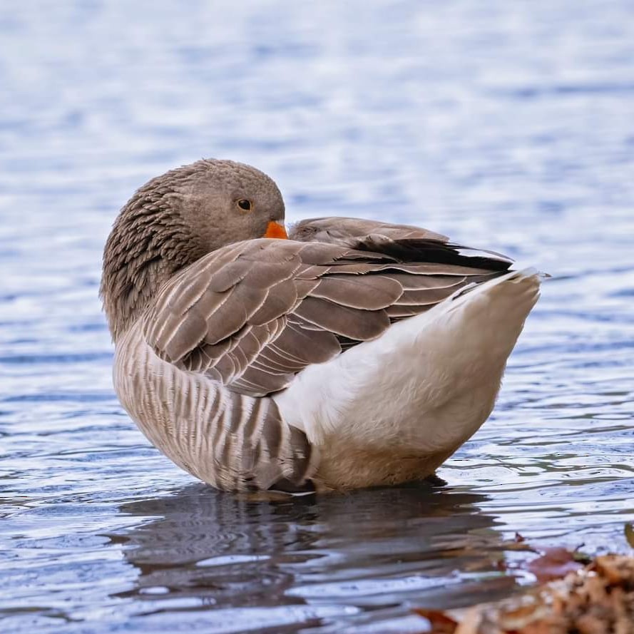 Graylag Goose (Domestic type) - ML612471854