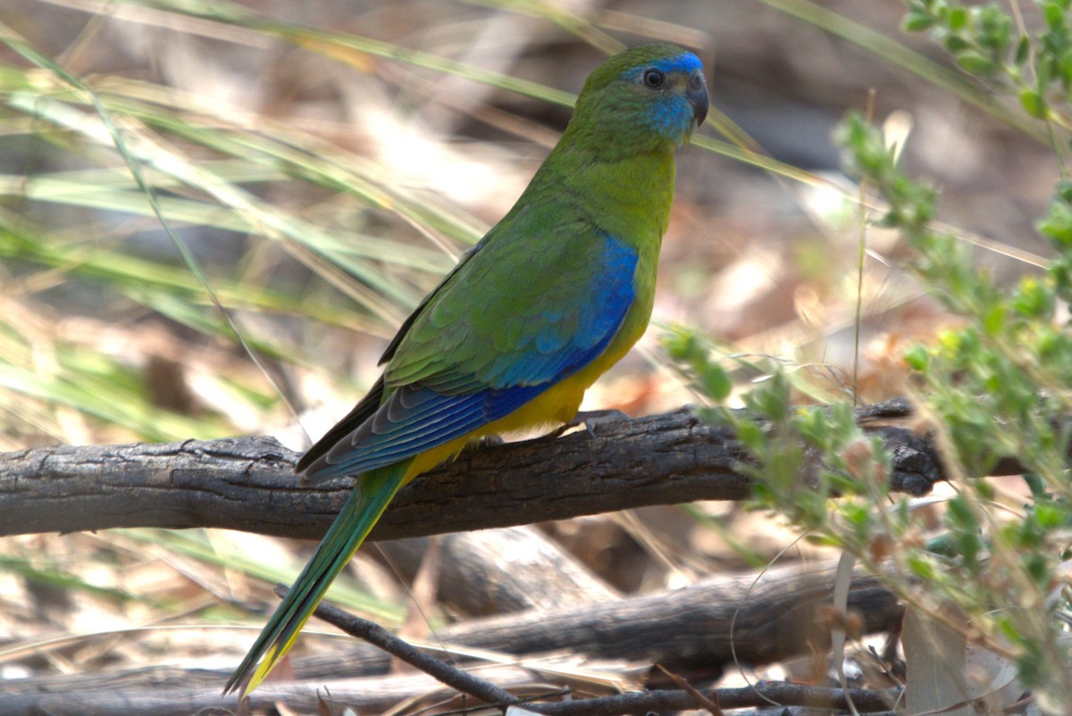 Turquoise Parrot - ML612471988