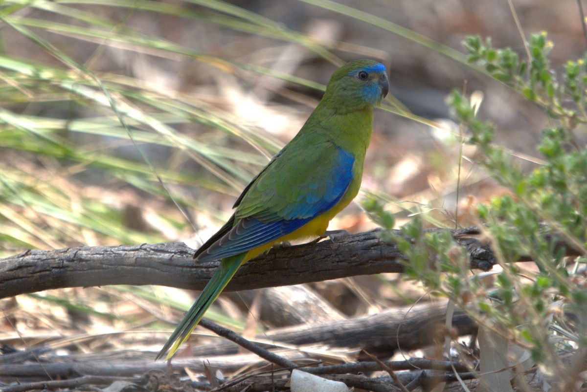 Turquoise Parrot - ML612471989