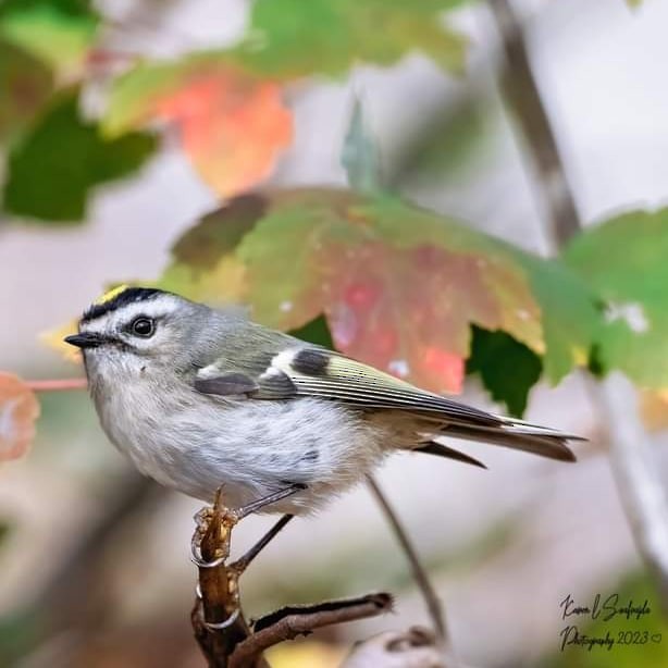 Golden-crowned Kinglet - ML612472000