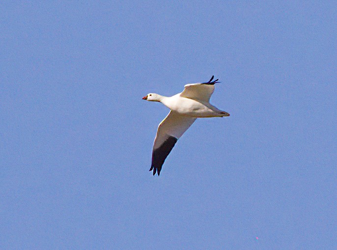 Ross's Goose - ML612472010