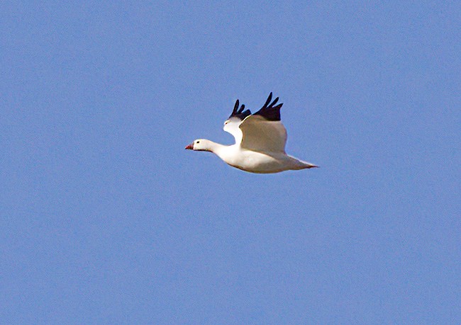 אווז קנדי - ML612472023