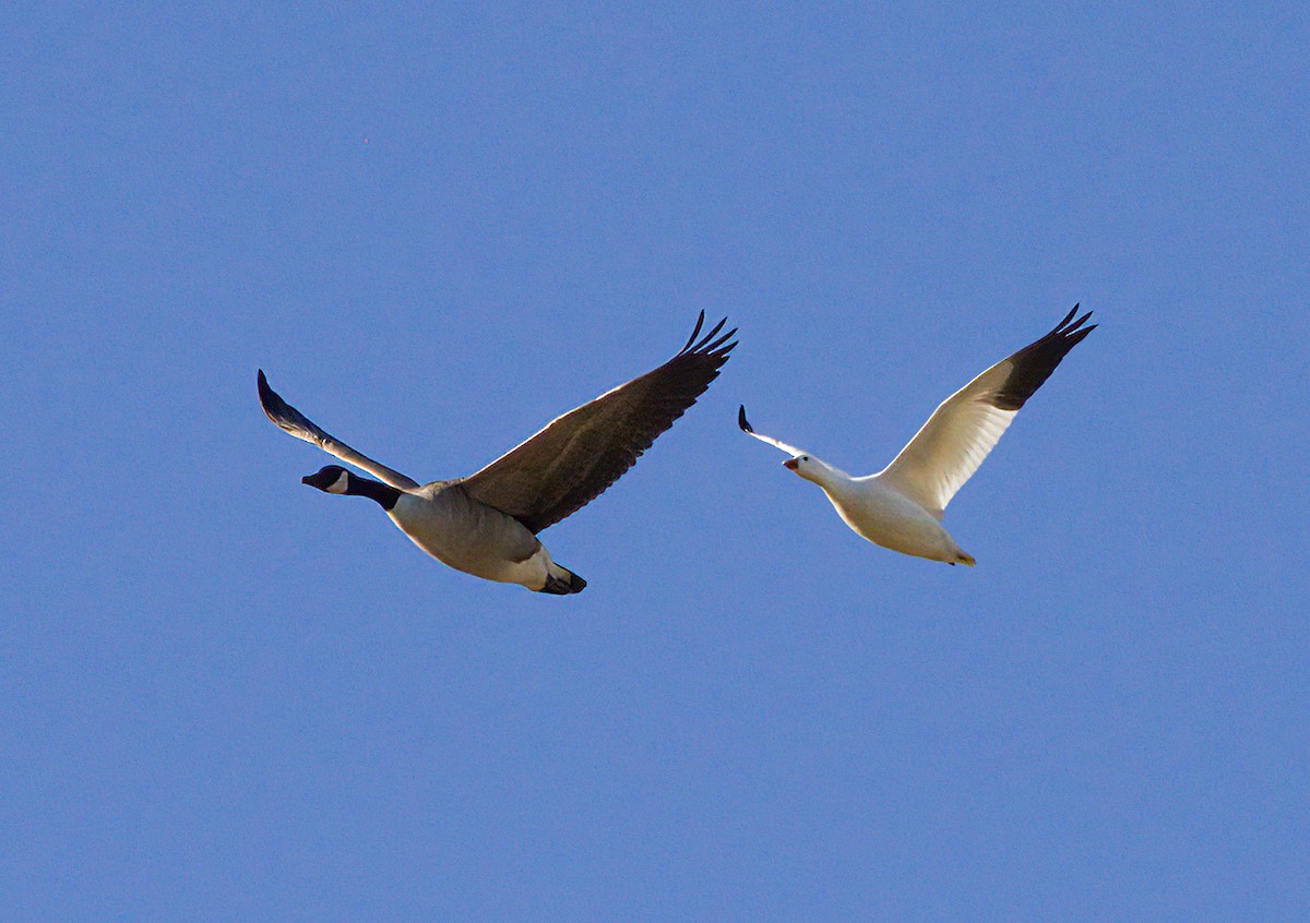 Ross's Goose - ML612472034