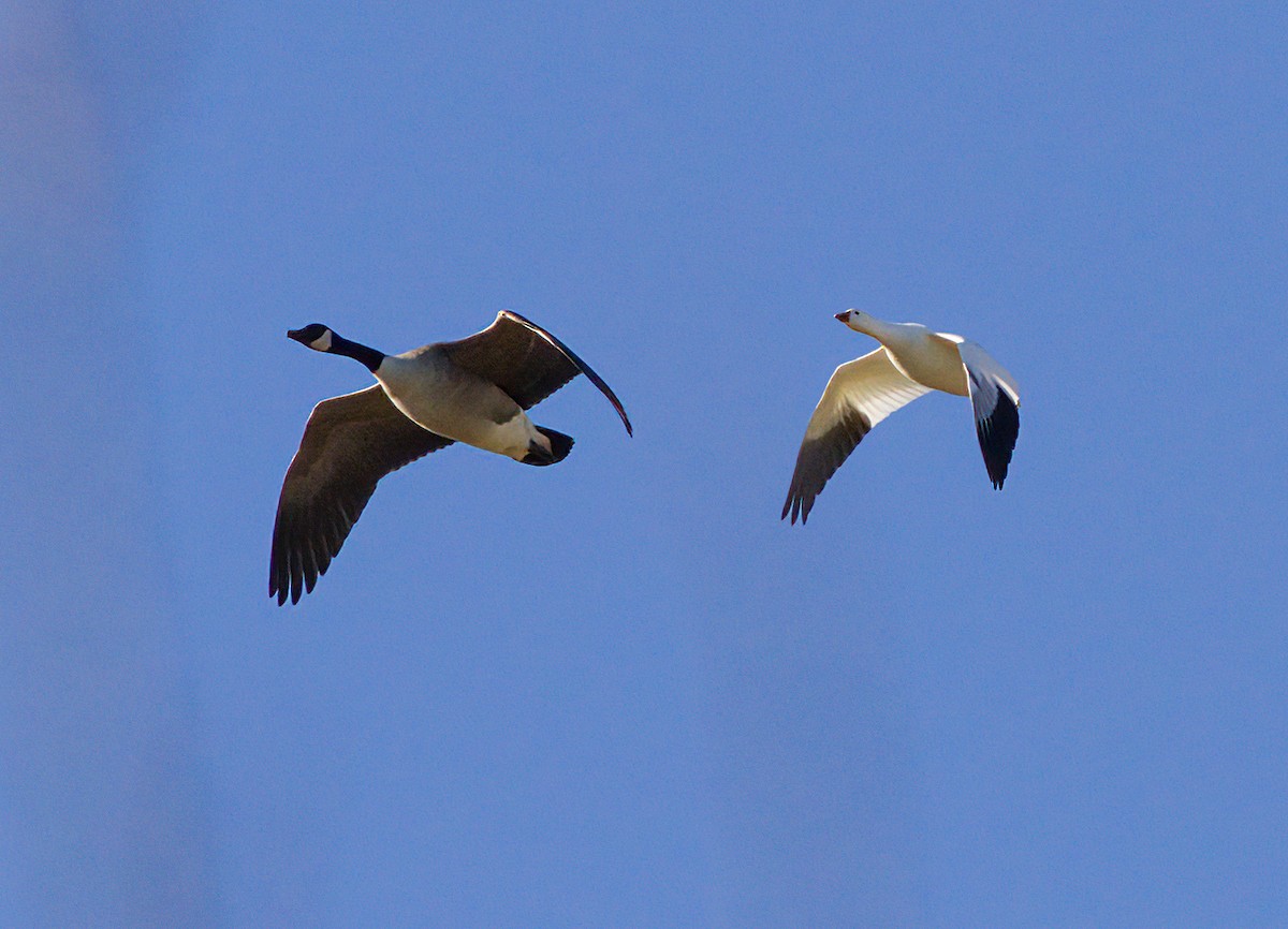 Ross's Goose - ML612472040