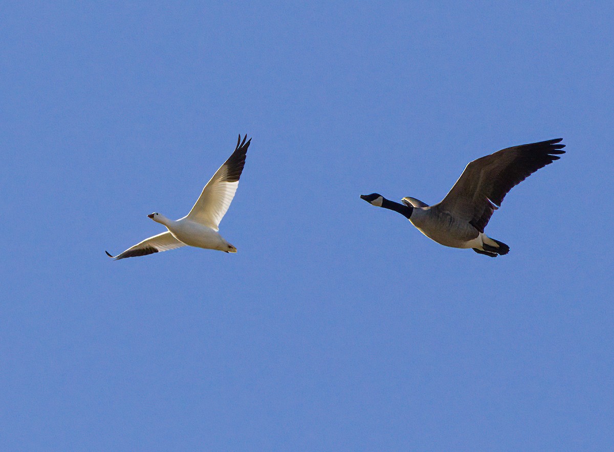 Ross's Goose - ML612472043