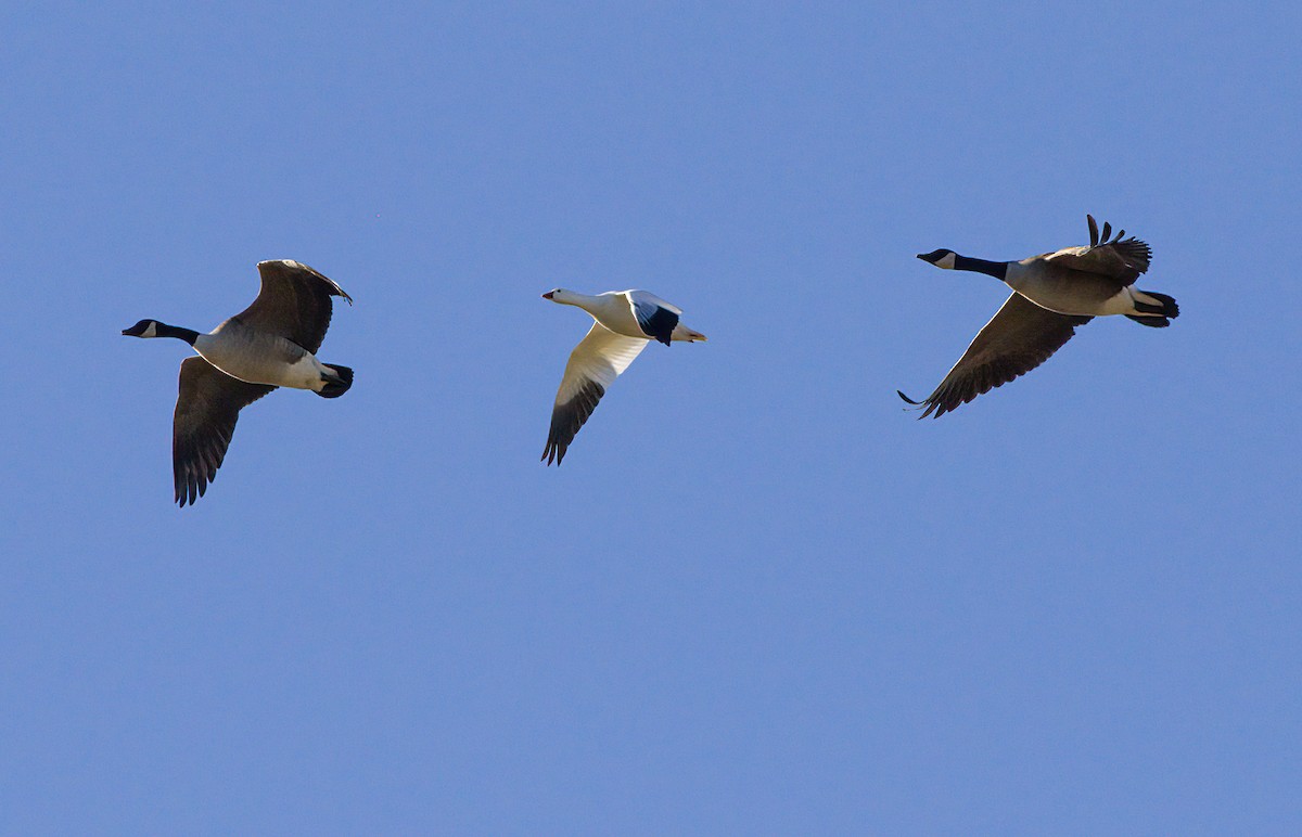 Ross's Goose - John Gluth