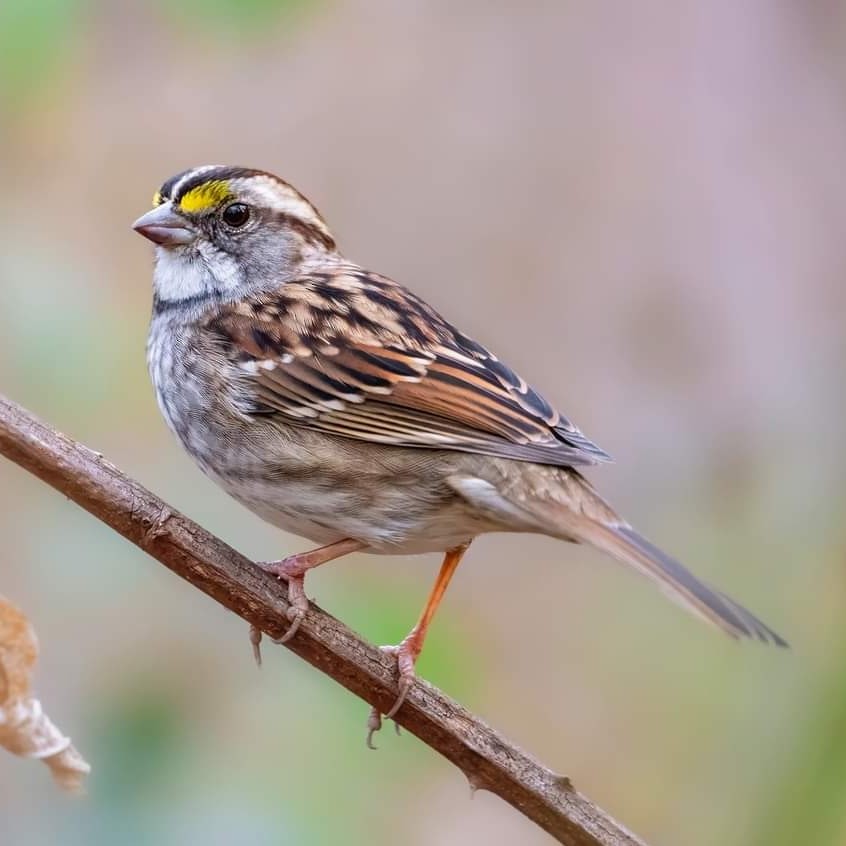 White-throated Sparrow - ML612472070