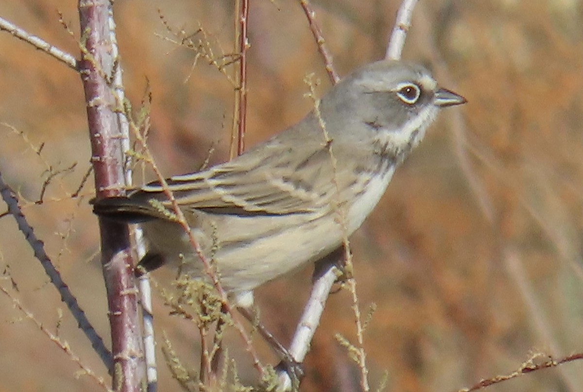 Bell's Sparrow - ML612472098