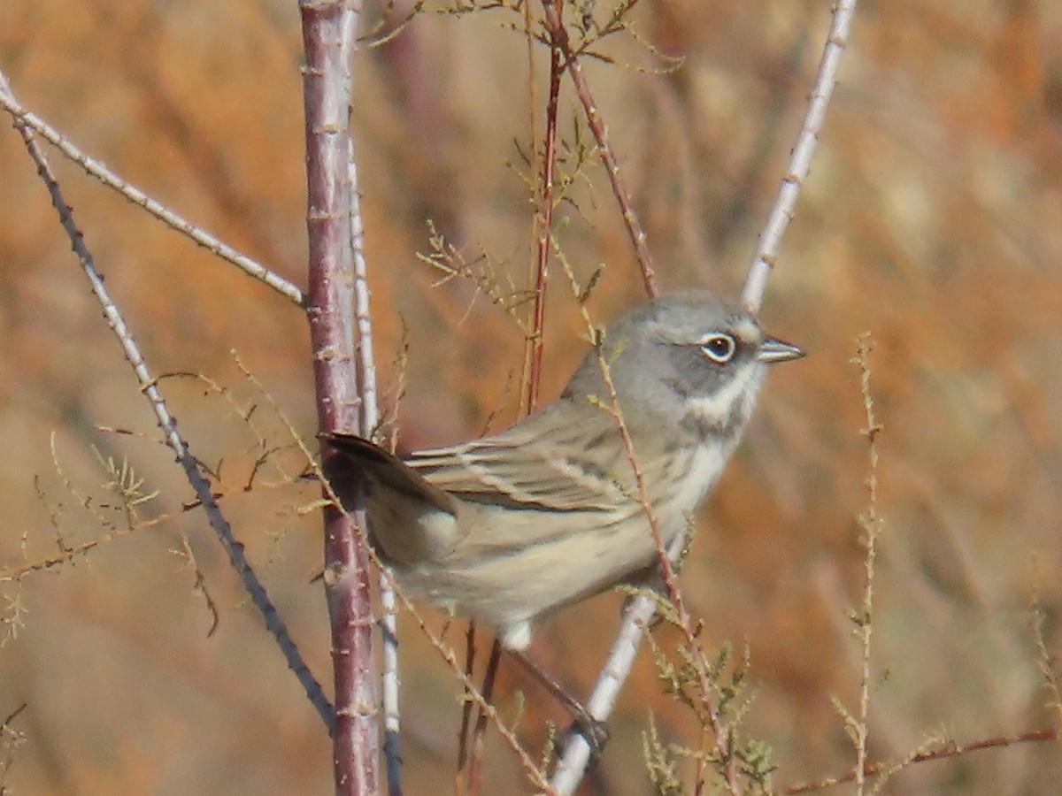 Bell's Sparrow - Don Witter