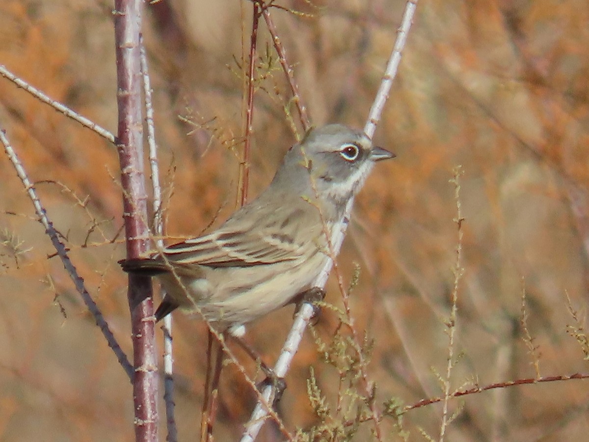 Bell's Sparrow - ML612472100