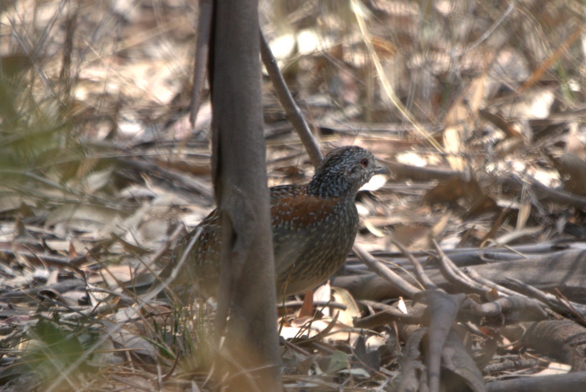 Painted Buttonquail - ML612472115