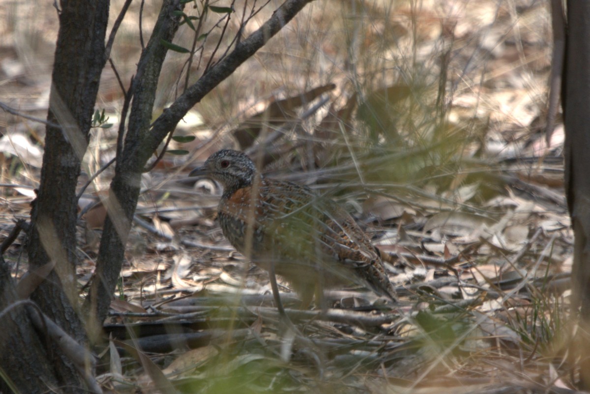 Painted Buttonquail - ML612472116