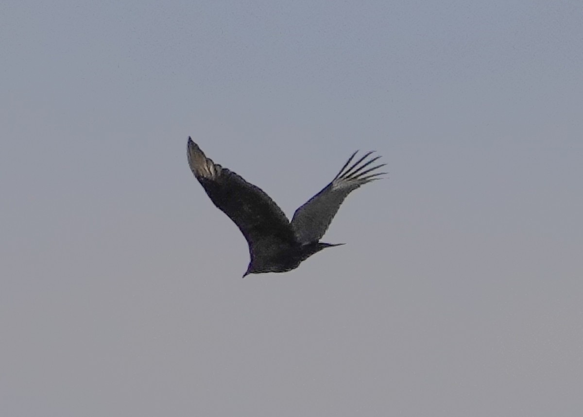 Black Vulture - ML612472215