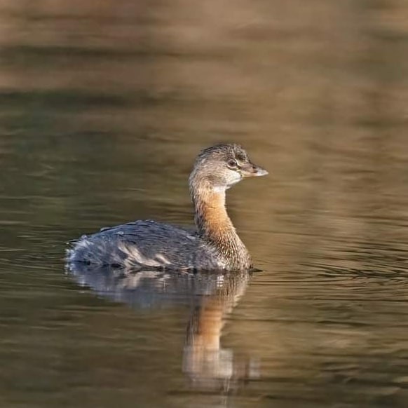 Pied-billed Grebe - ML612472245