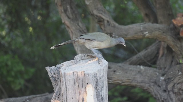 Chachalaca Norteña - ML612472257