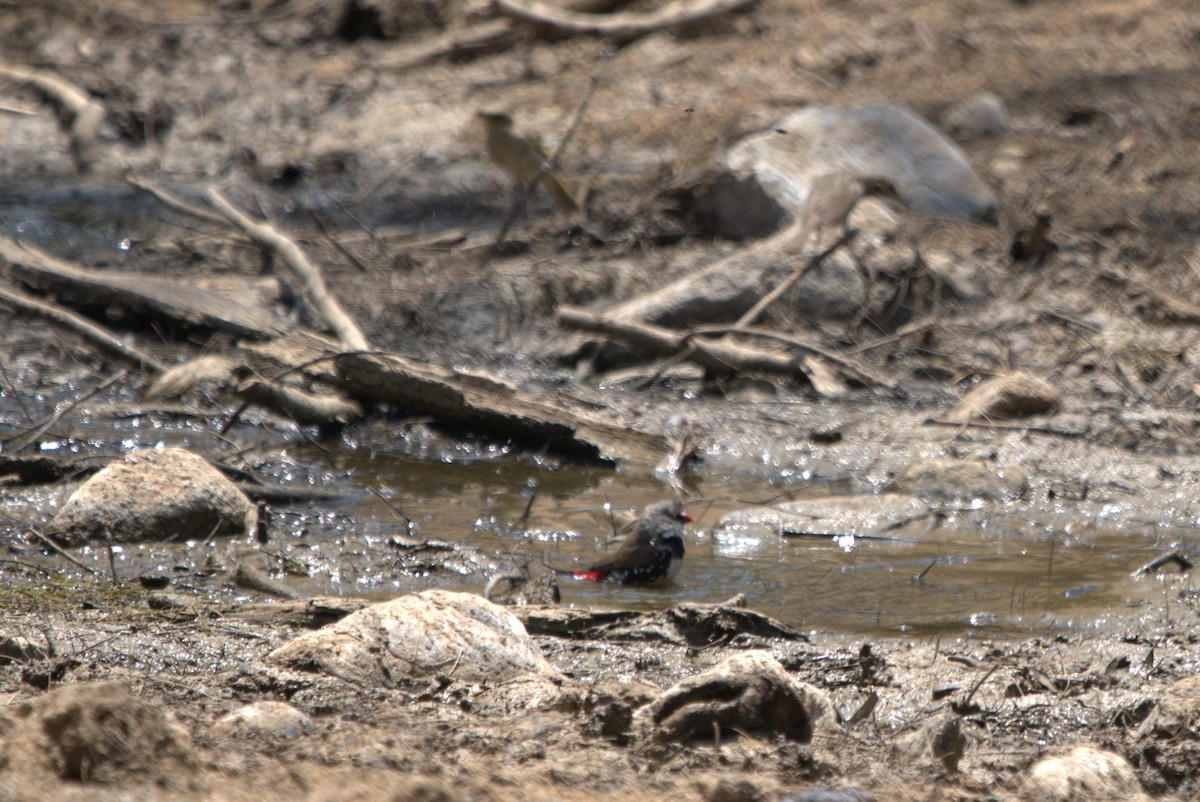 Diamond Firetail - Daniel Traub