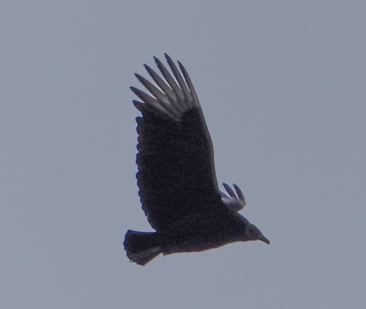 Black Vulture - ML612472261