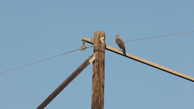 White-tailed Hawk - ML612472283