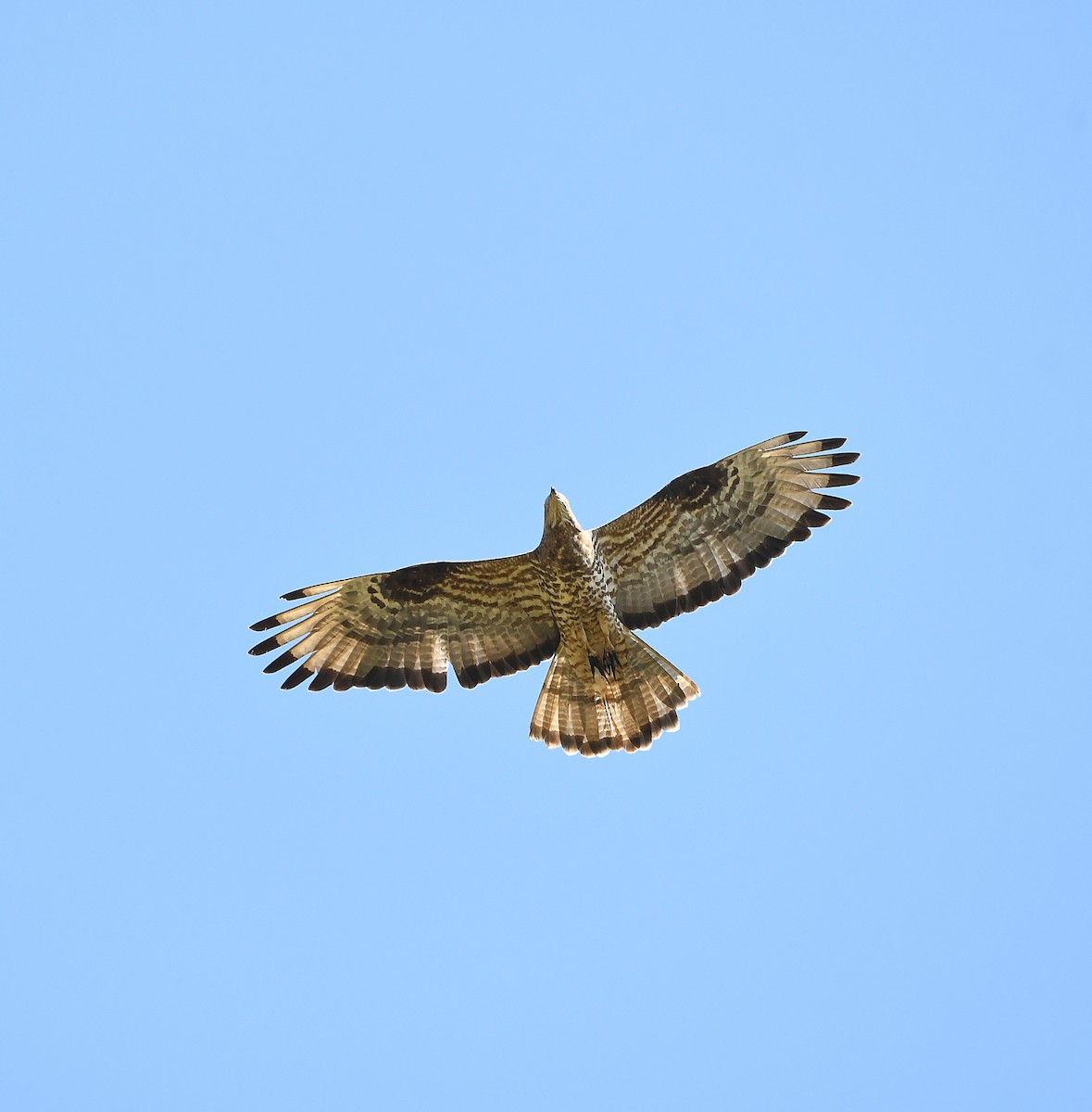 European Honey-buzzard - Ari Weiss