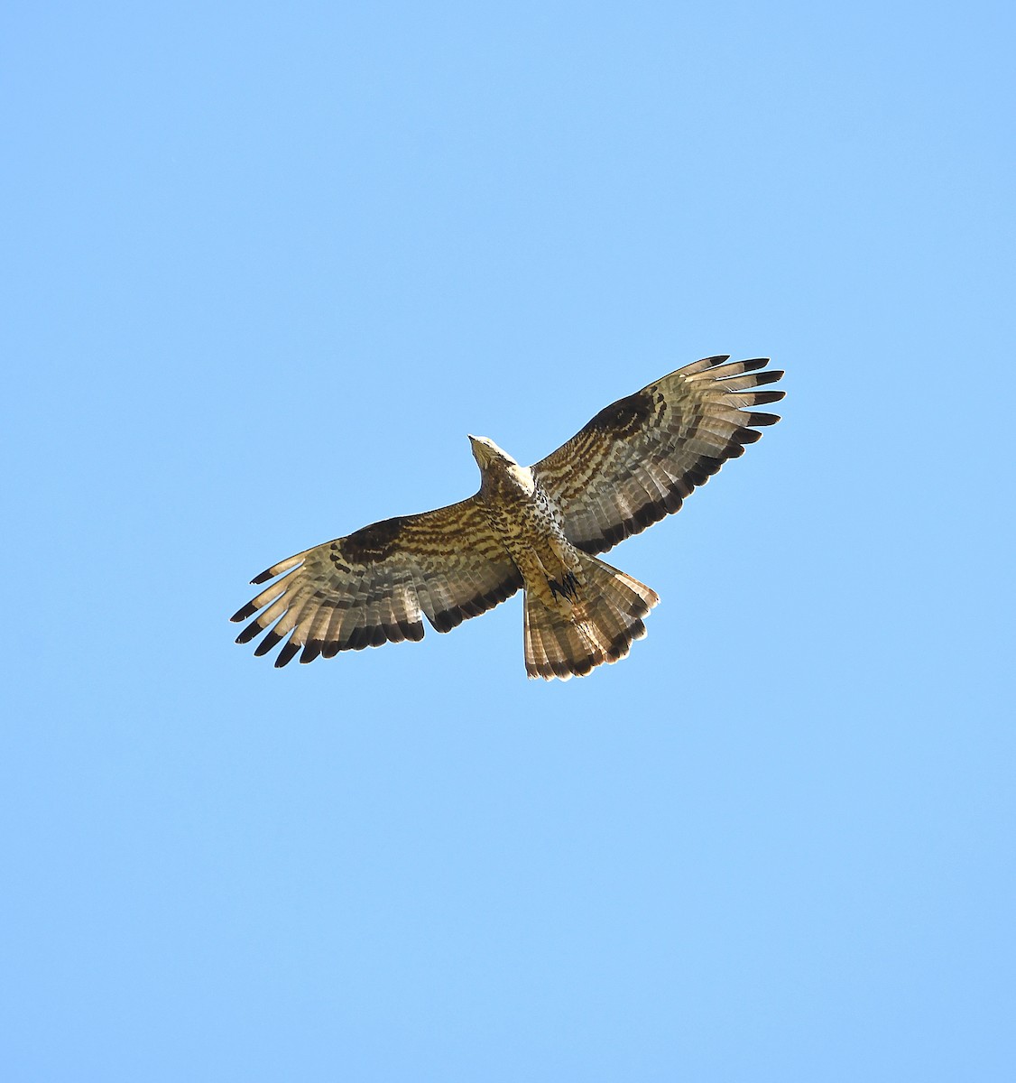 European Honey-buzzard - ML612472295