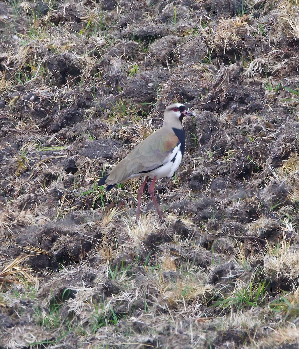 Southern Lapwing - ML612472299