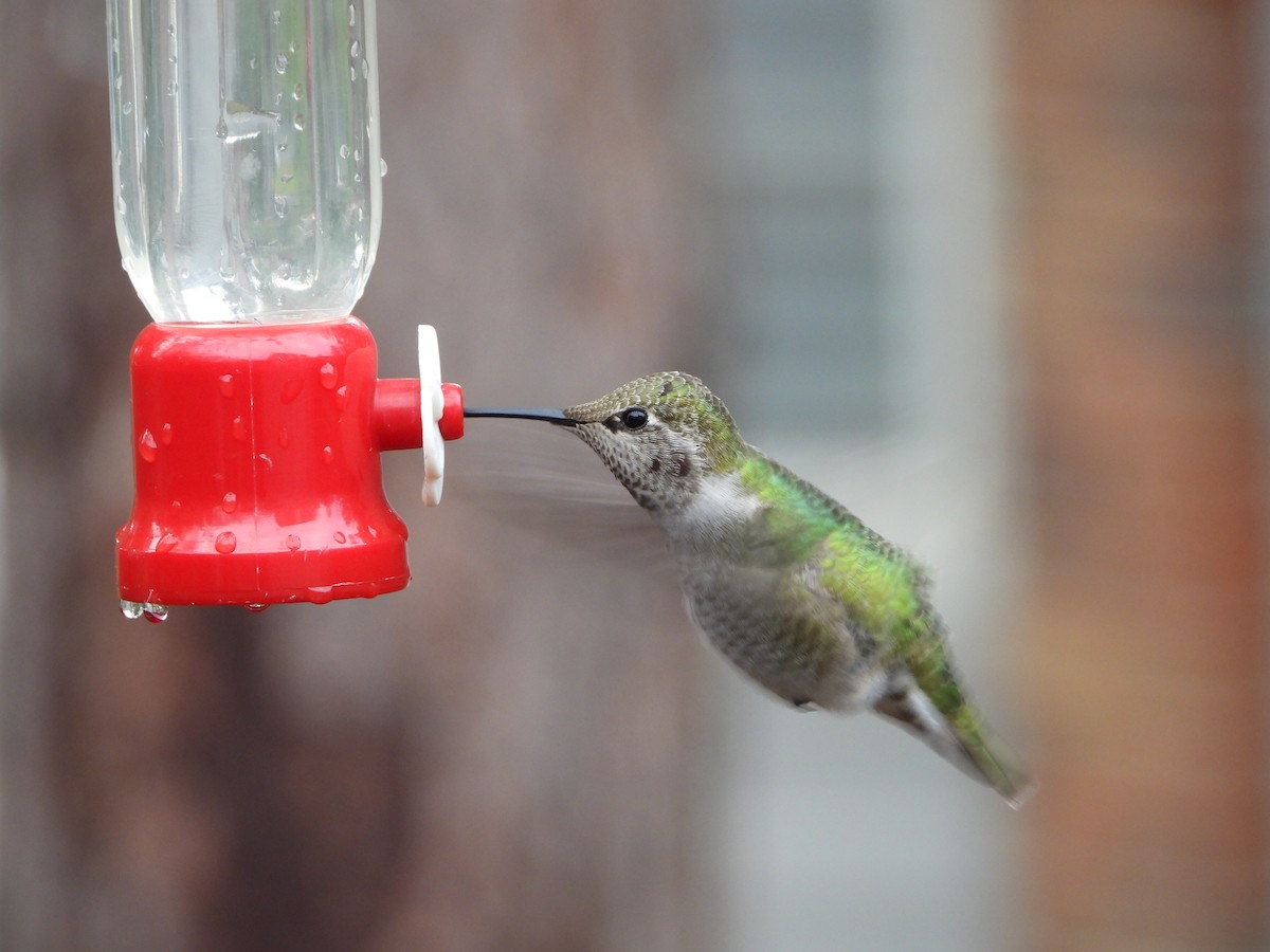 Anna's Hummingbird - ML612472332