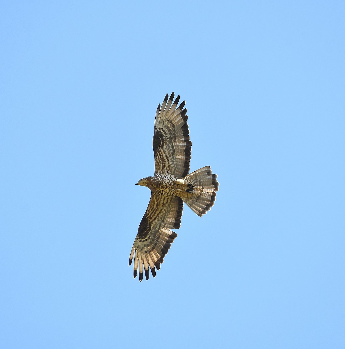 European Honey-buzzard - ML612472366