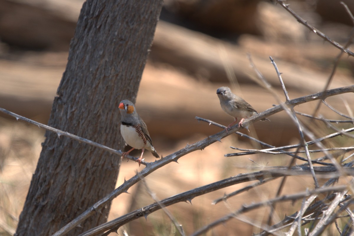 Zebra Finch - ML612472393