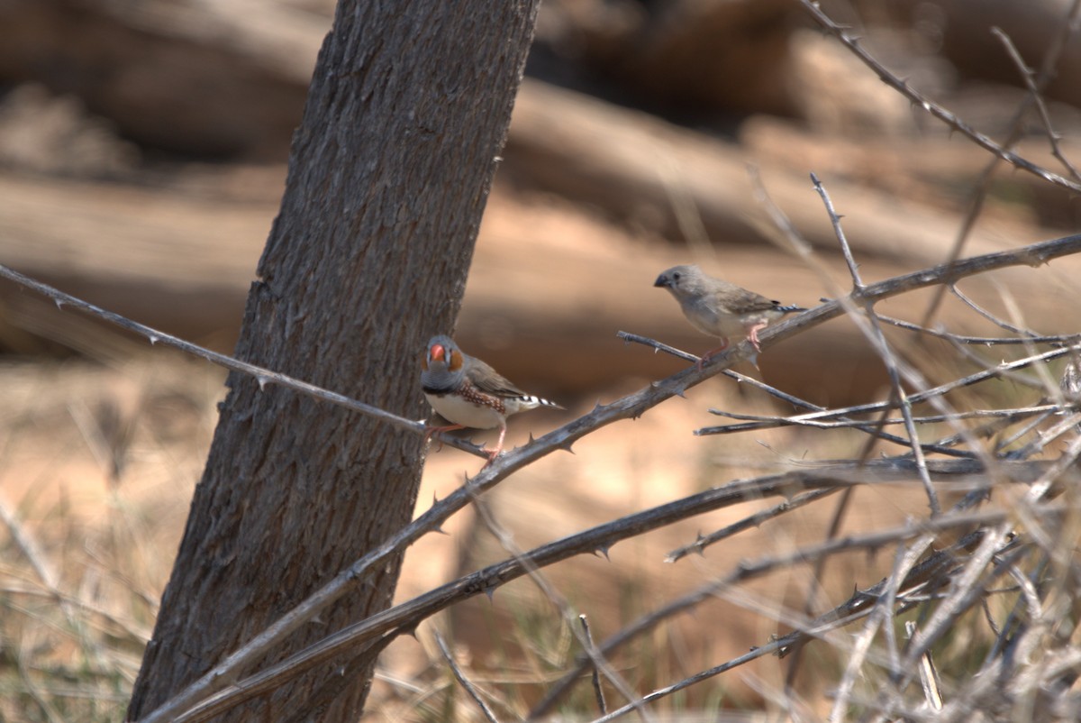 Zebra Finch - ML612472394