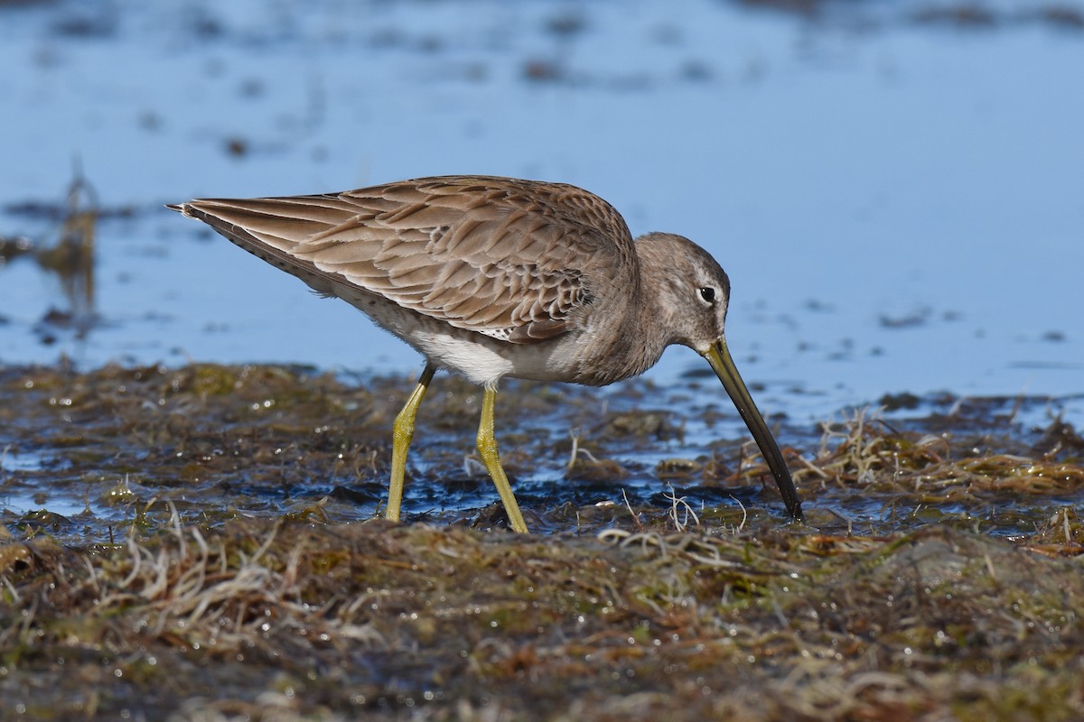 Short-billed Dowitcher - ML612472429