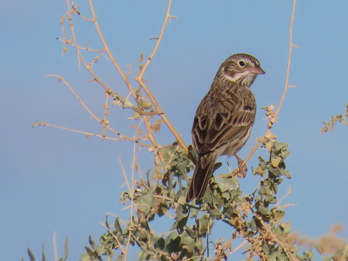 Vesper Sparrow - ML612472437