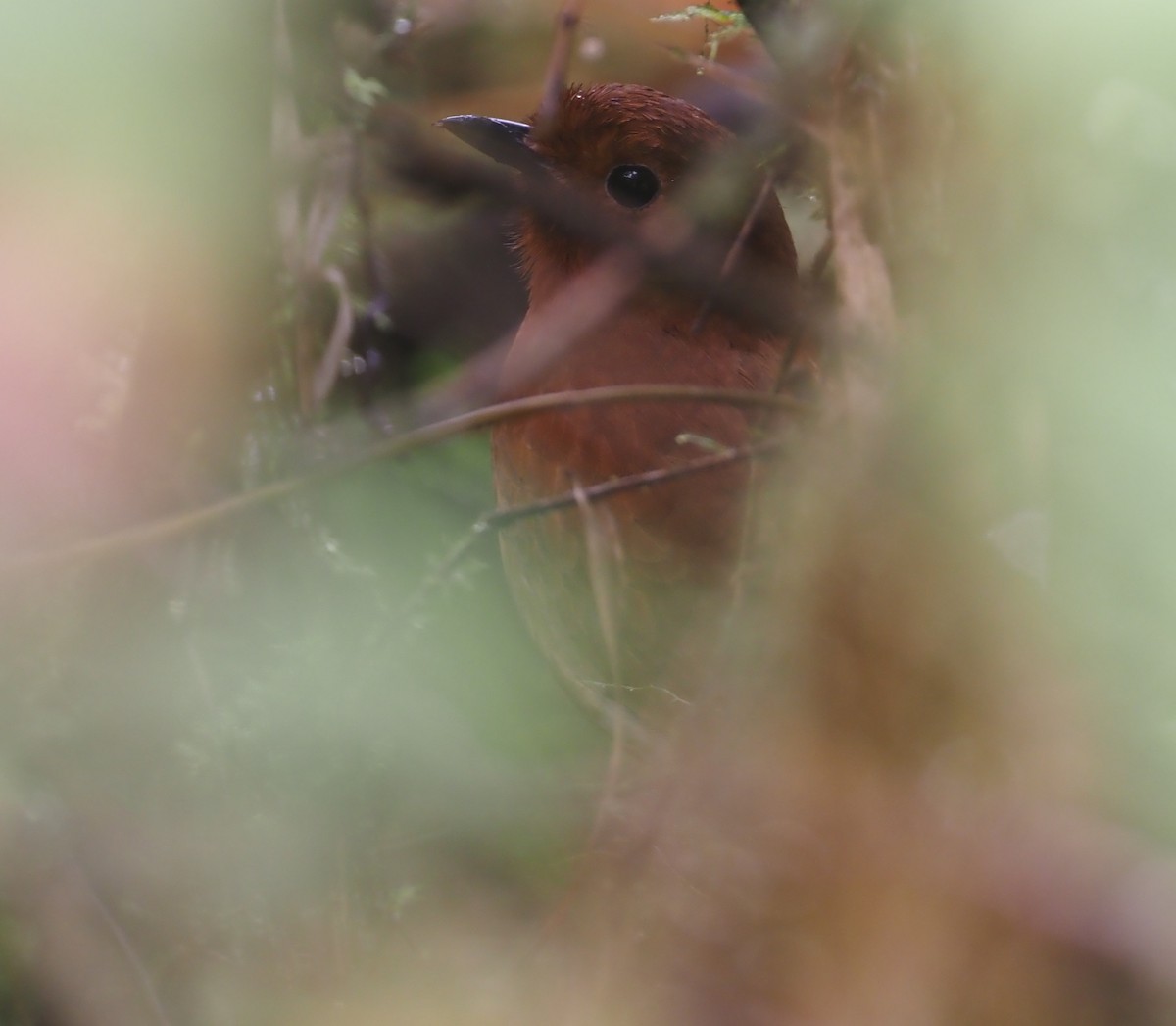 Oxapampa Antpitta - ML612472446