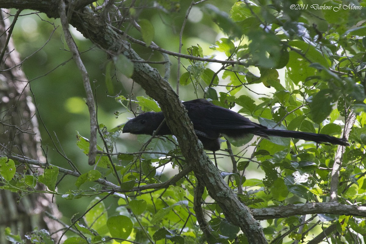 Groove-billed Ani - Darlene J McNeil