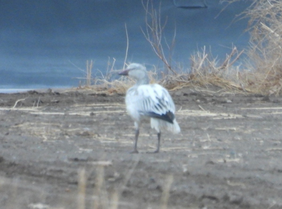 Цасны галуу - ML612472601