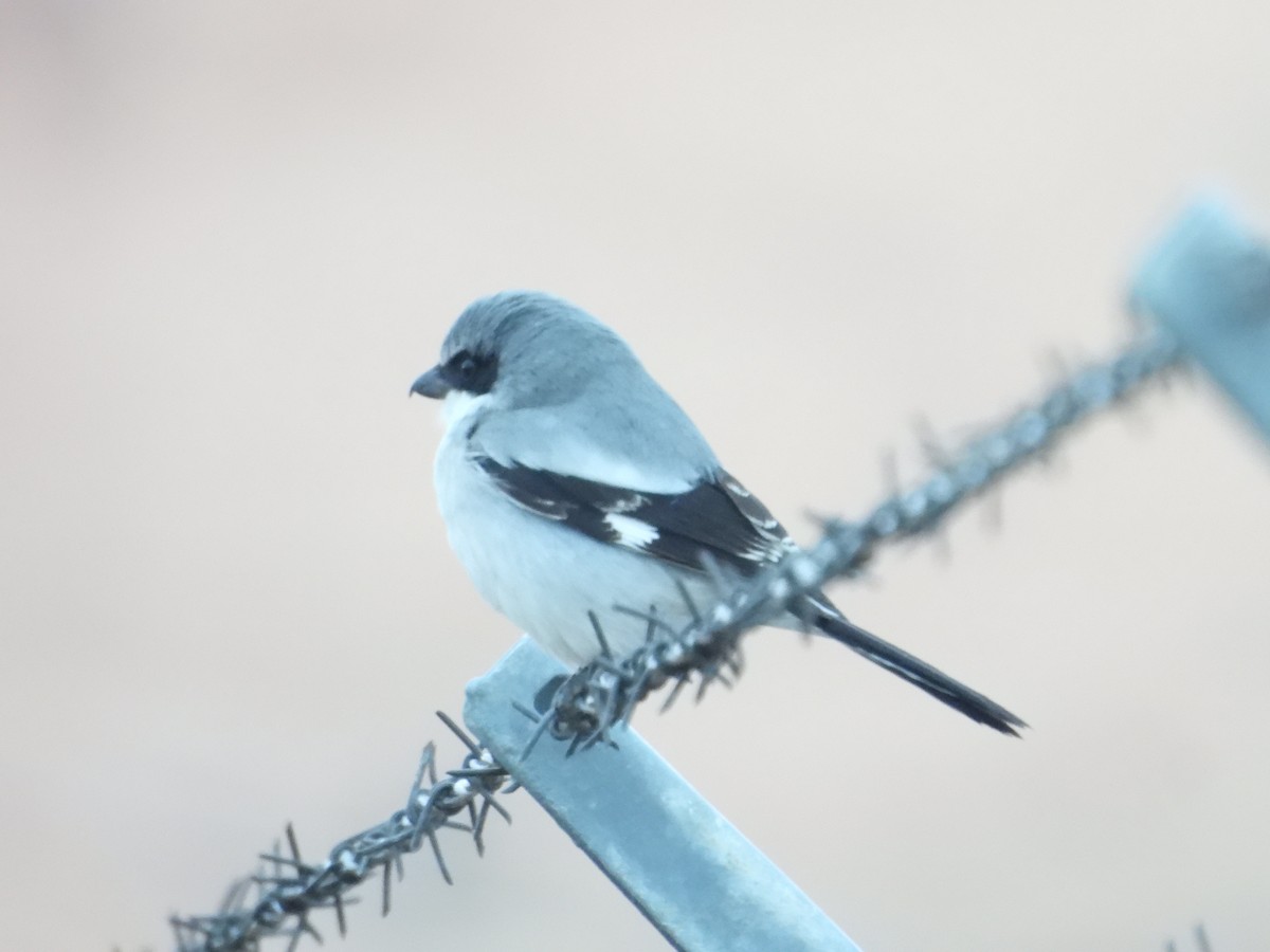 Loggerhead Shrike - ML612472614