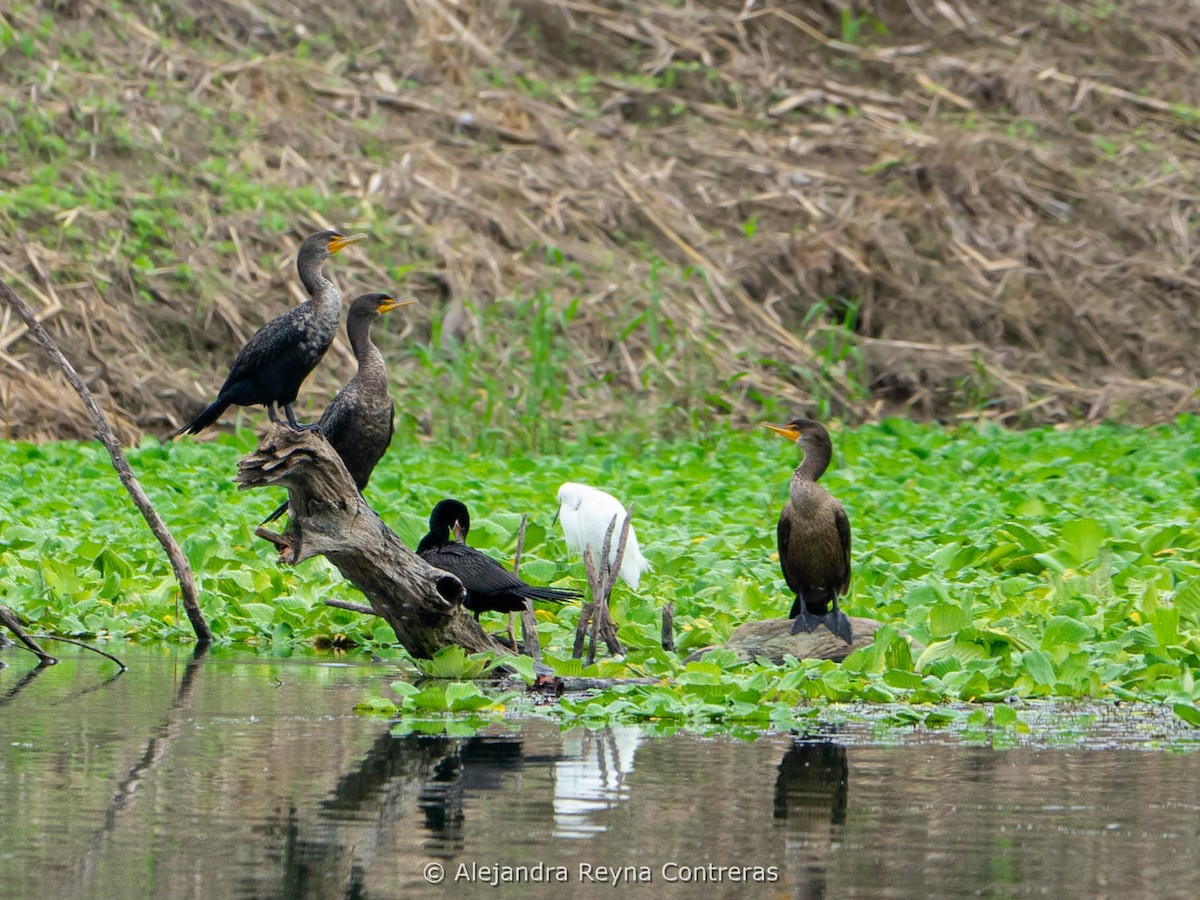 Cormoran à aigrettes - ML612472636