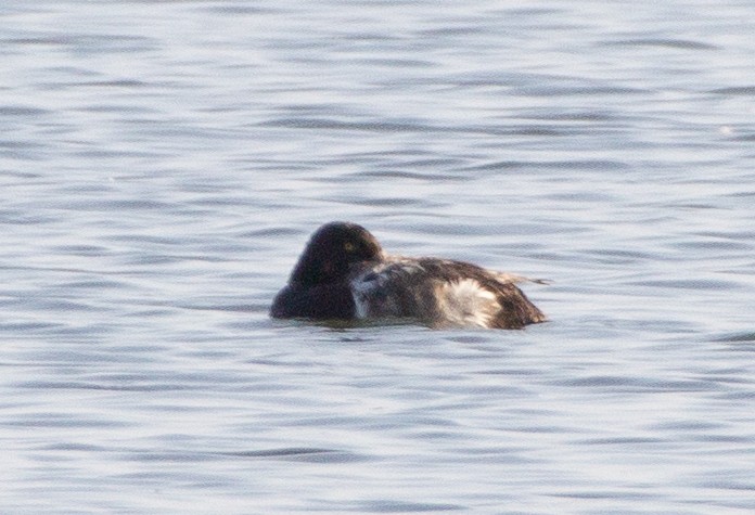 Greater Scaup - Rowan Gibson